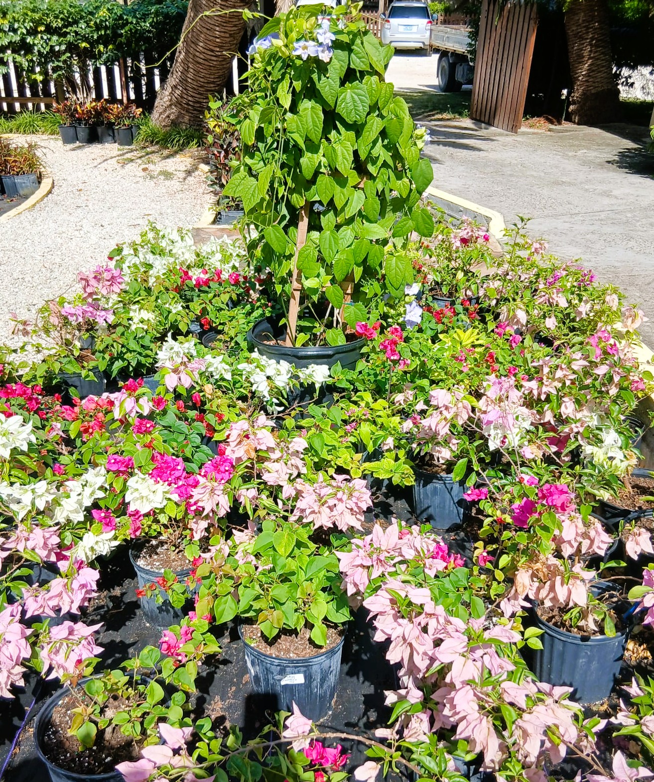 Bougainvillea flowering plants at AGC nursery Anguilla
