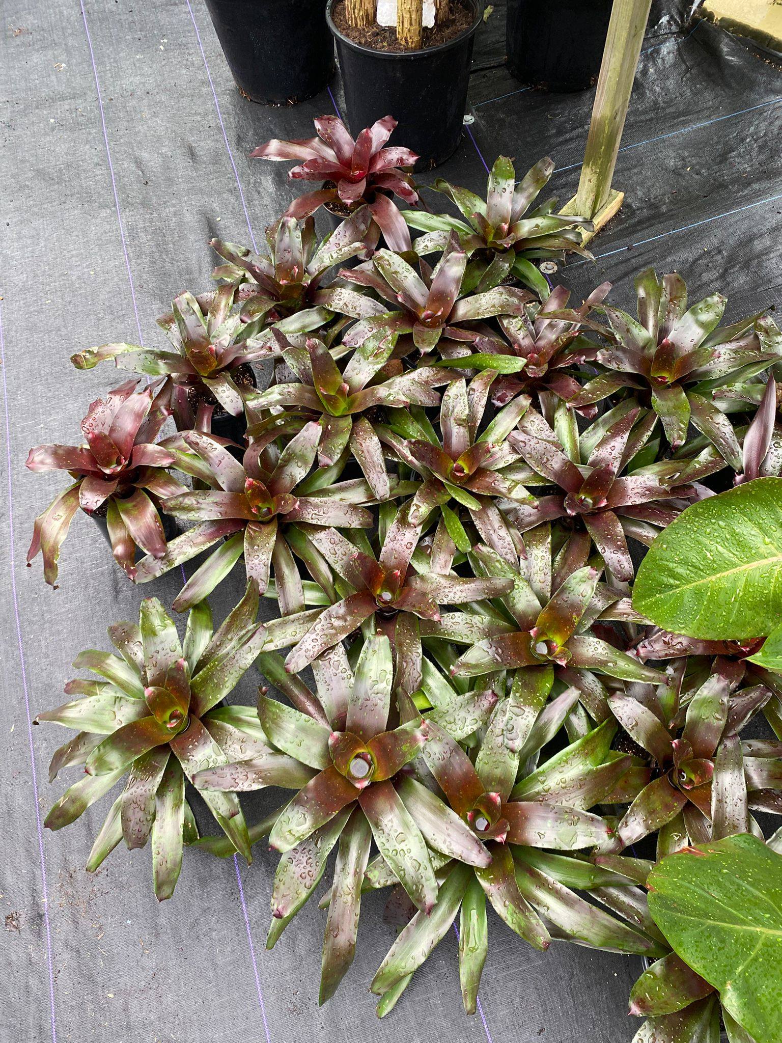 Bromeliad collection at Anguilla Garden Centre nursery