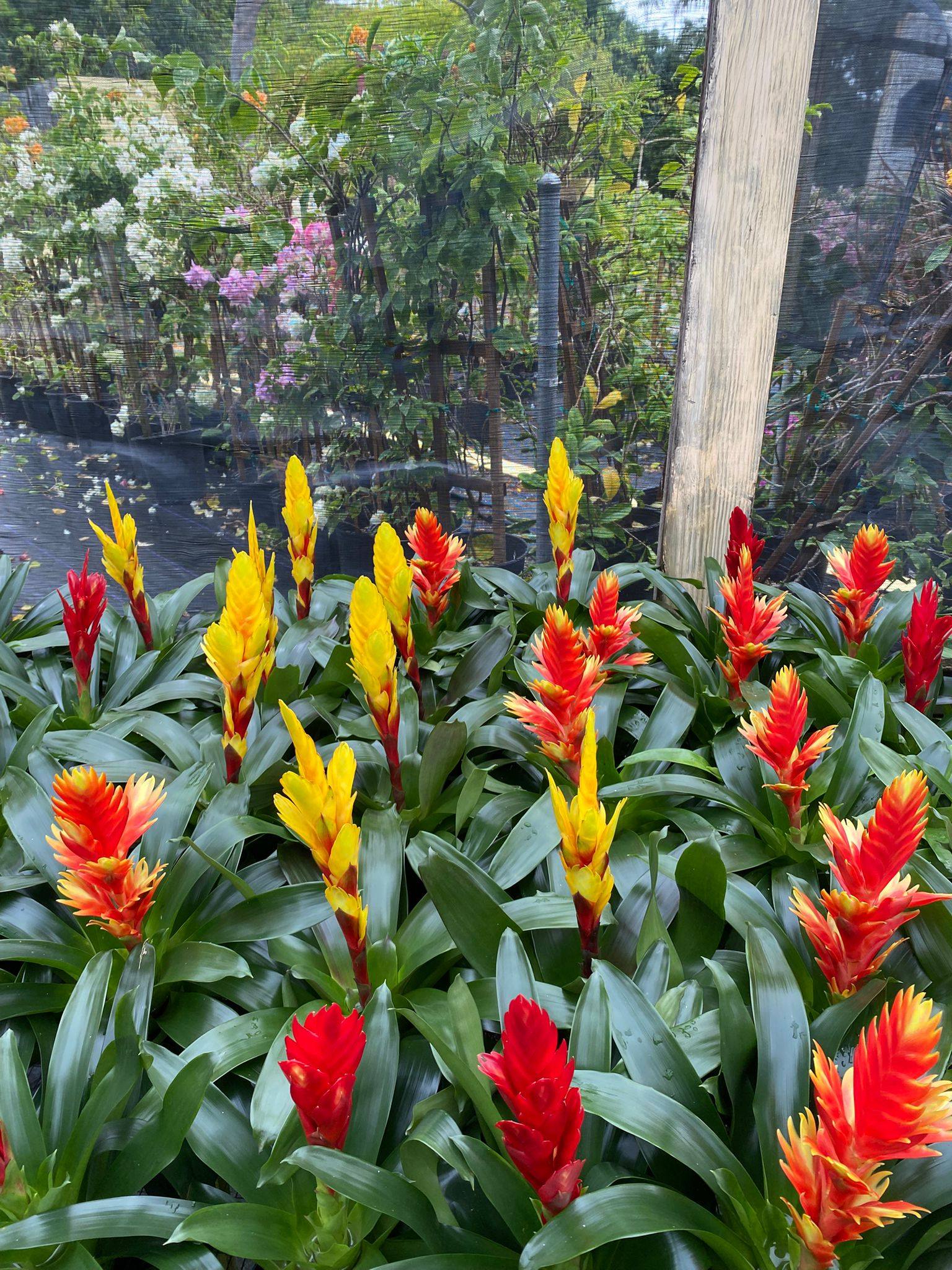 Red and yellow guzmania bromeliads Anguilla Garden Centre