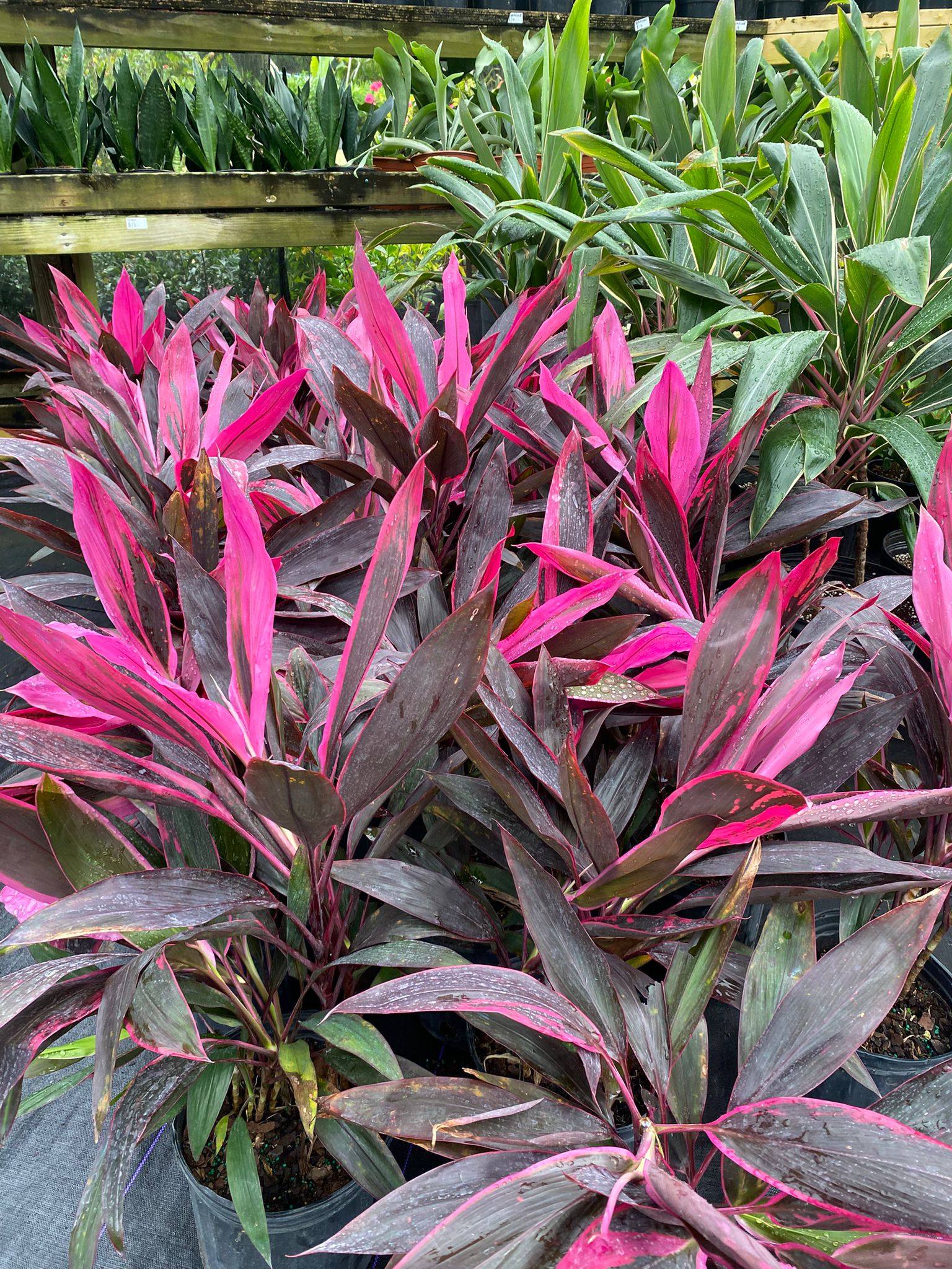 Pink cordyline tropical foliage plants Anguilla
