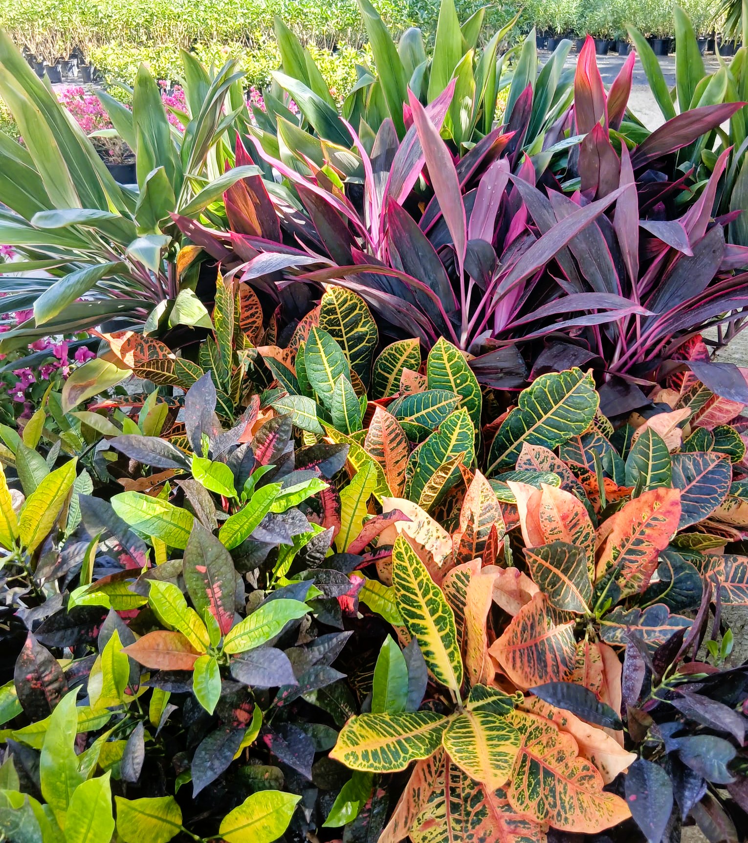 Vibrant crotons and cordylines at Anguilla Garden Centre nursery