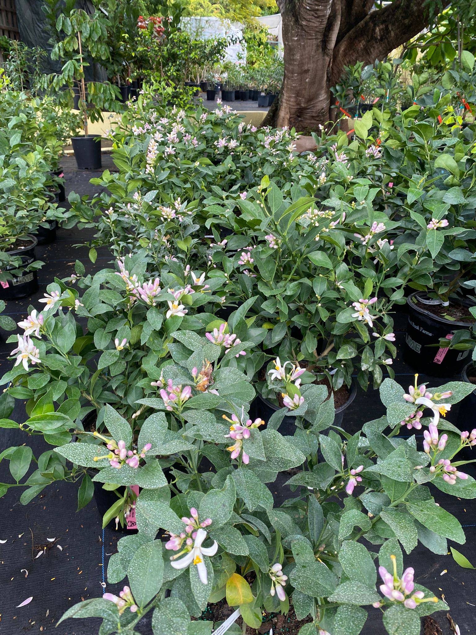 Flowering shrubs and lemon blossom at AGC nursery Anguilla