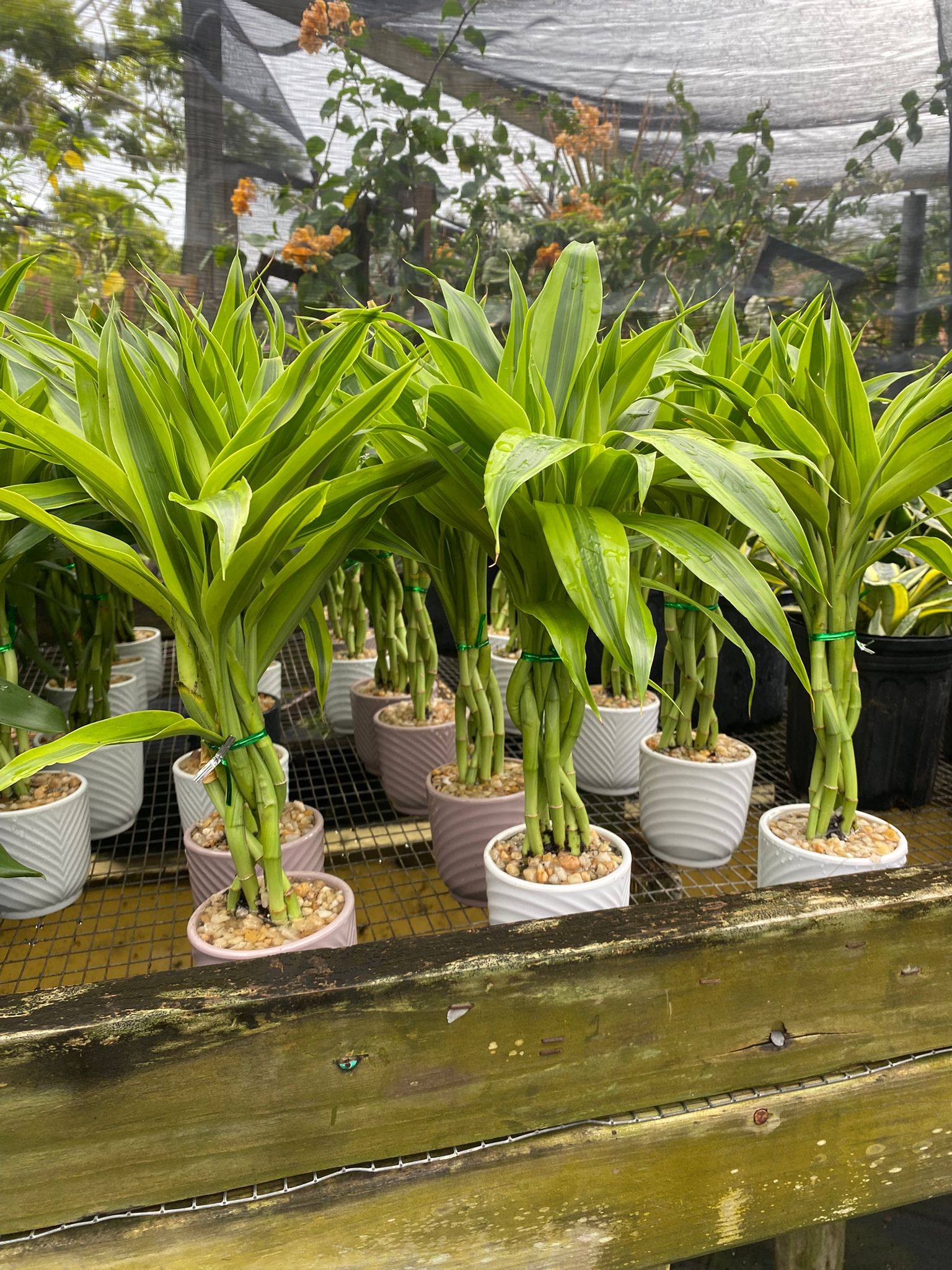 Lucky bamboo indoor plants at Anguilla Garden Centre