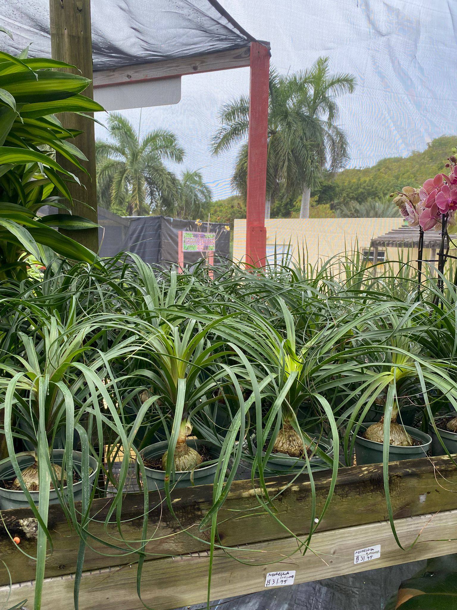 Nursery greenhouse plant display at Anguilla Garden Centre