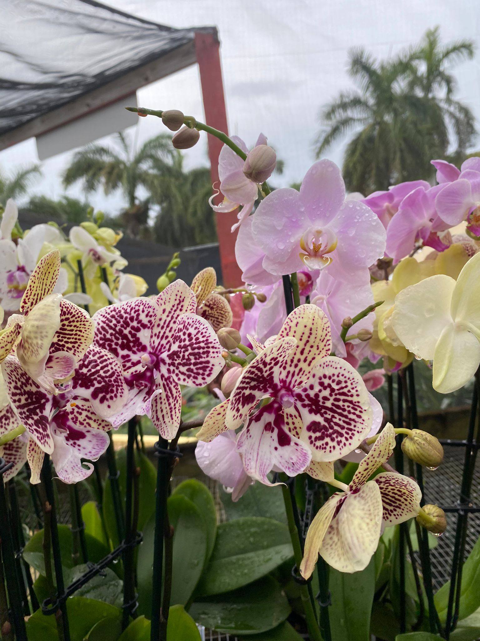 Phalaenopsis orchid collection at Anguilla Garden Centre