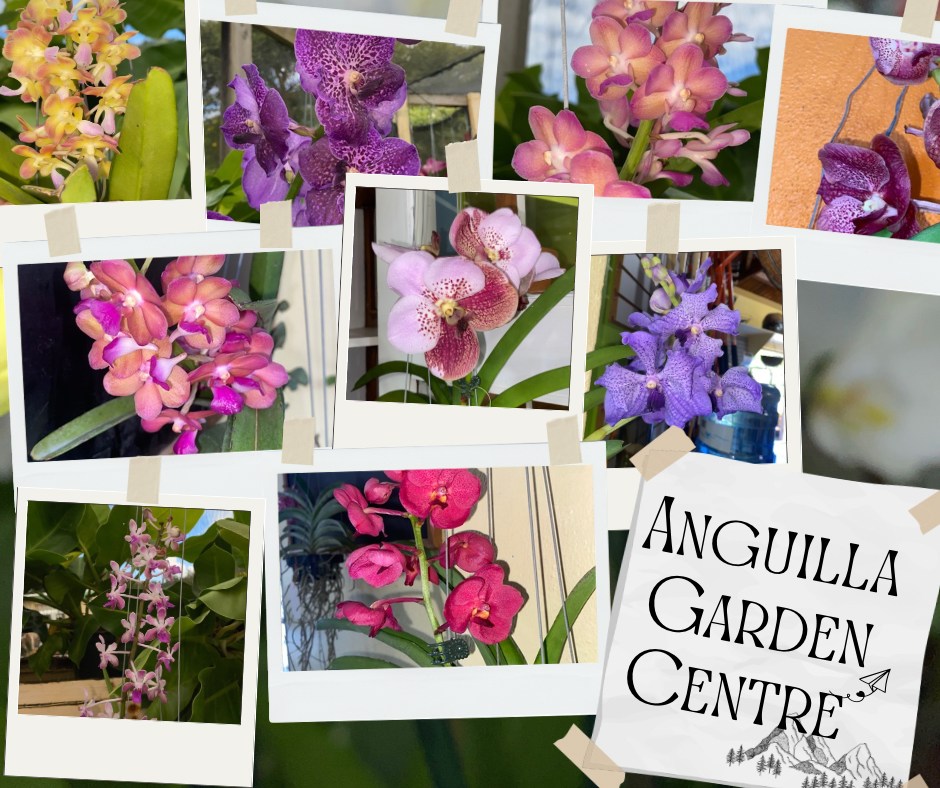 Plants and nursery stock at Anguilla Garden Centre