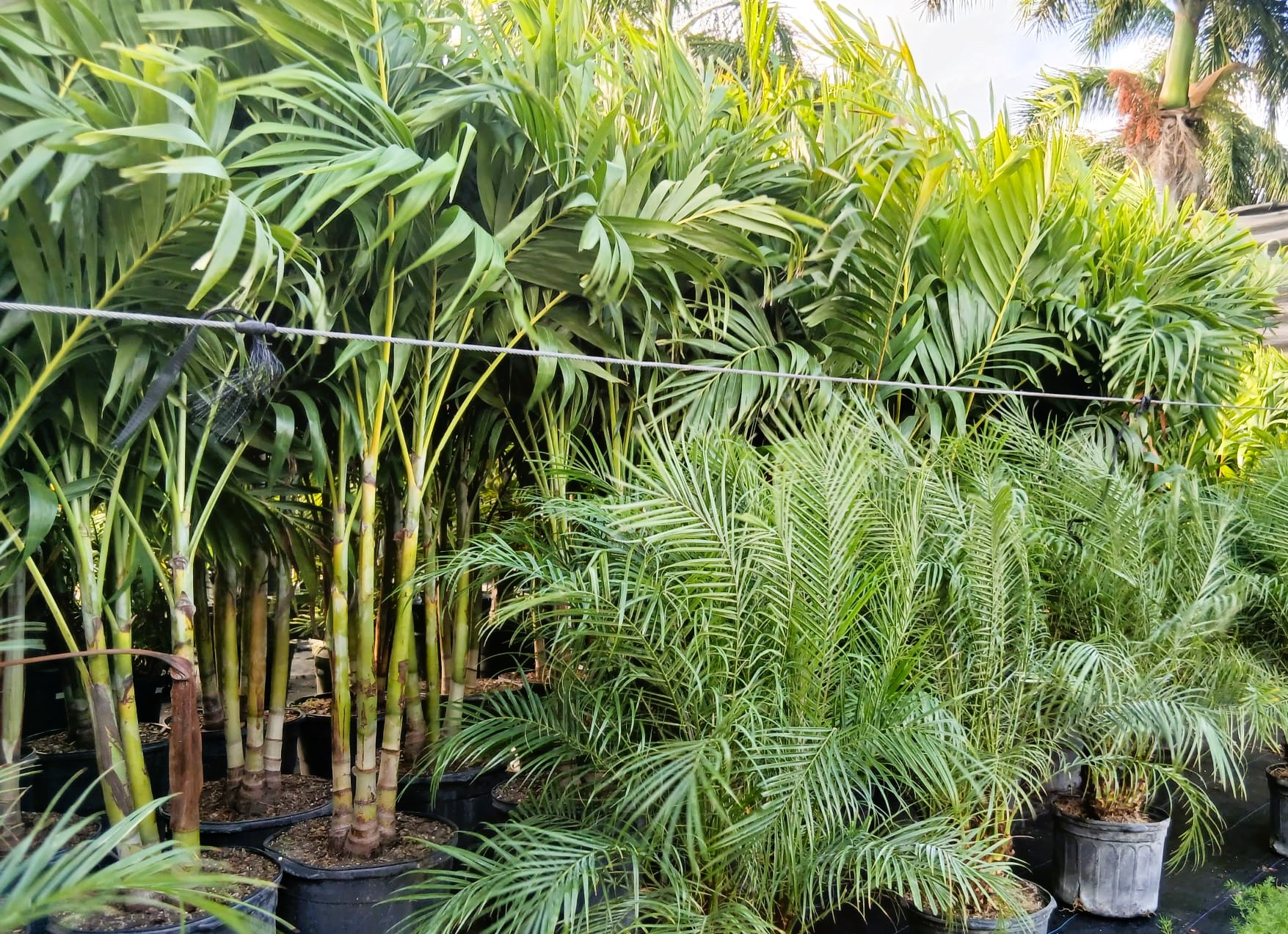 Palm tree nursery stock at Anguilla Garden Centre