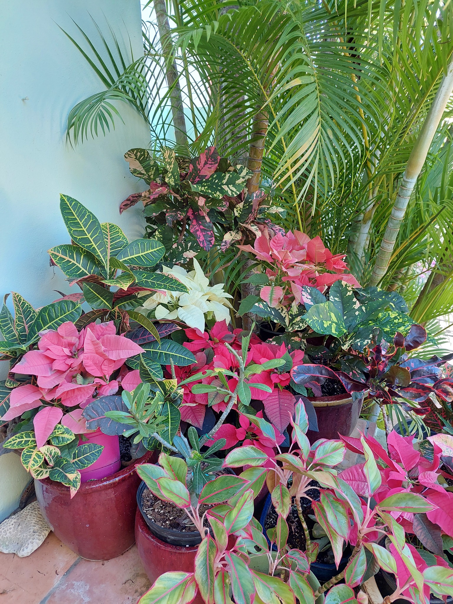 Poinsettia and tropical potted plants at Anguilla Garden Centre