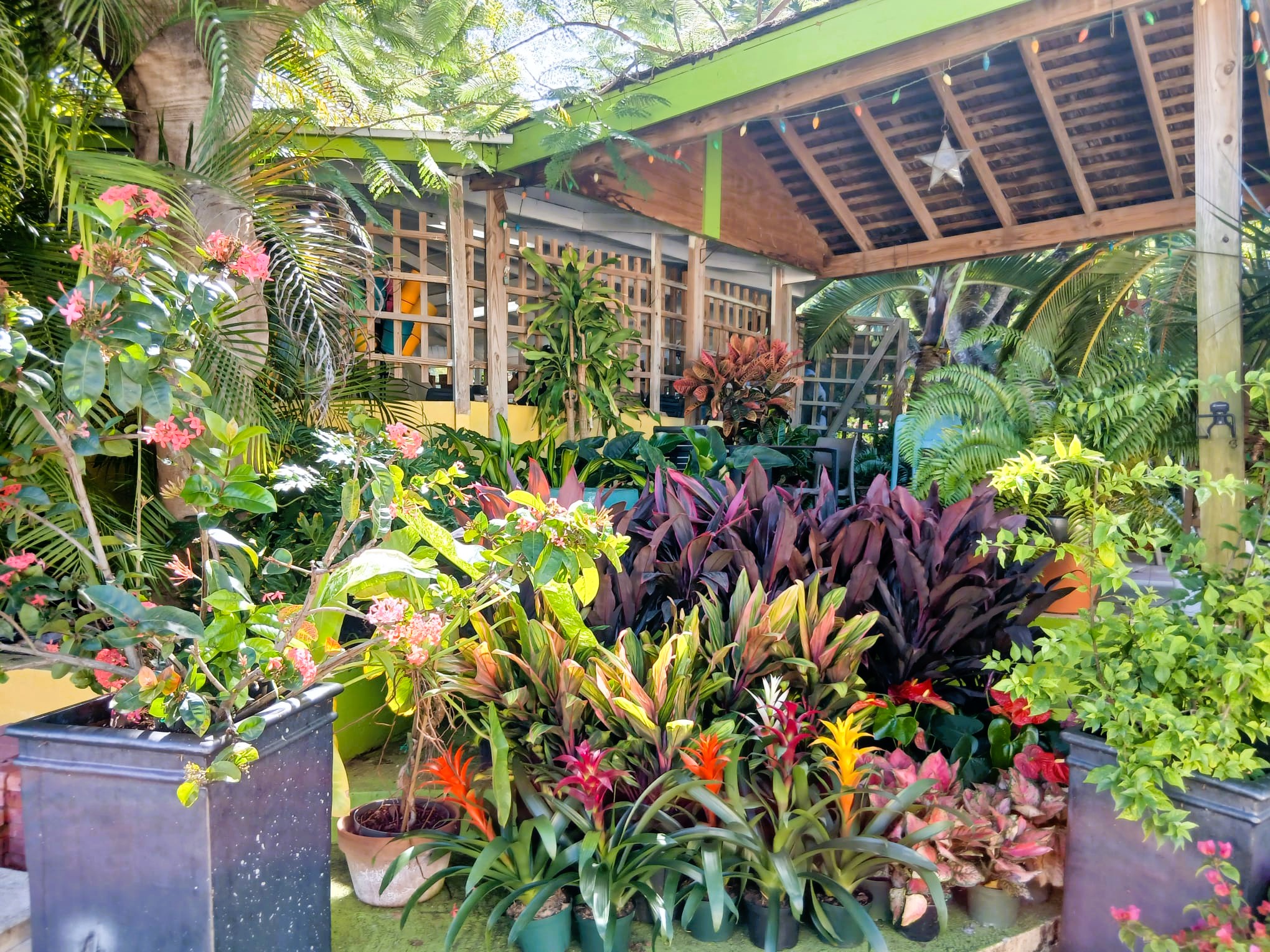 Tropical garden centre with lush plants at Anguilla Garden Centre