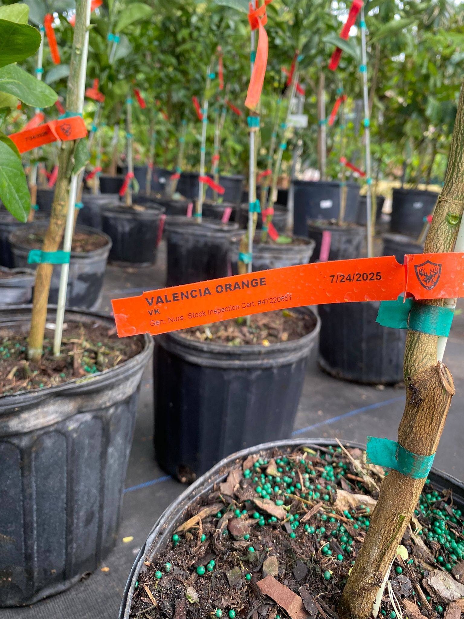 Valencia orange fruit trees at Anguilla Garden Centre
